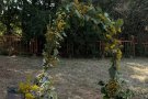 Еньовден в с. Райново – среща с традициите и природата